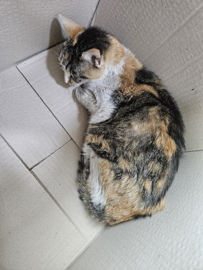 둔촌동물병원_411324202400087